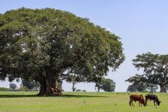 Tree-of-Life