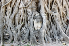 Embedded Buddha