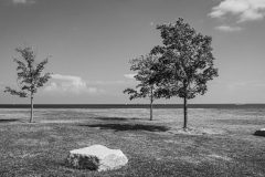 3-Trees-2-Rocks3