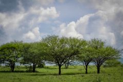 African-Trees