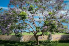 The-Wisteria-Tree